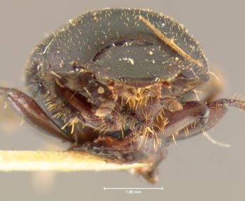 Media type: image;   Entomology 35367 Aspect: head frontal view